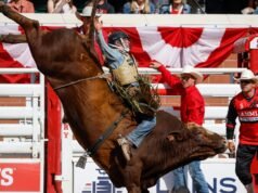 Os texanos dominam as finais de rodeio do Calgary Stampede e vencem quatro dos sete eventos