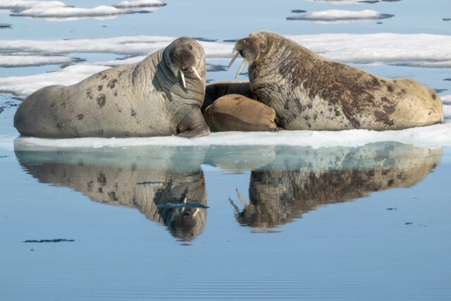Norway_2026_Richard-Rothstein_Walrus-Nursing_Judges-Choice-1200x800-1.jpg