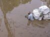Rastreador de monzones EN VIVO: Es possible que haya tormentas eléctricas y relámpagos en Jharkhand, el IMD emite alerta naranja