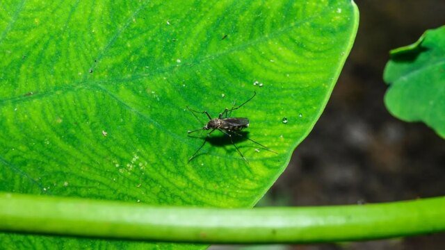 West-Nile-virus-Nashville.jpg
