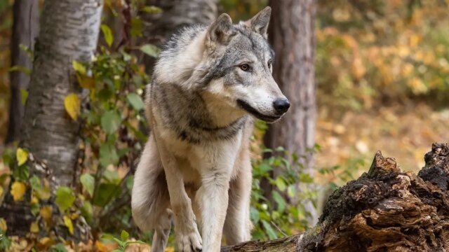 Wolf_Grizzly_Bear.jpg