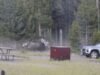 Ver: Bisonte lanza a un hombre a dos metros y medio de altura en un dramático ataque en el Parque Nacional Yellowstone de EE. UU.