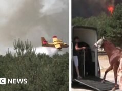 Ver: Caballos evacuados mientras el incendio se acerca al centro de equitación cerca de París