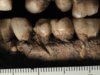 Este fósil podría ser el caso más antiguo conocido de apuñalamiento facial en la historia de la humanidad