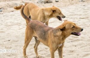 Residentes de una ciudad etíope obligados a matar a cientos de sus propios perros tras morir de rabia