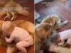 Esta niña tiene una cute rutina matutina con sus tres perros Golden Retriever
