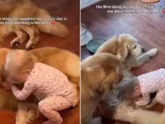 Esta niña tiene una cute rutina matutina con sus tres perros Golden Retriever