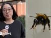 Mirar: Estamos un paso más cerca de descubrir si las abejas tienen sentimientos, he aquí por qué