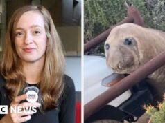 Cómo una foca viral llamada Neil causó caos en Australia