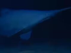 Los científicos han filmado por primera vez vivo a un raro tiburón duende de 125 millones de años en su hábitat pure de aguas profundas, revelando un nuevo récord de profundidad y una distribución más amplia en el Pacífico.