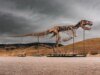 Raro fósil de T. rex se vende por un récord de 50,1 millones de dólares en una subasta
