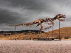 Raro fósil de T. rex se vende por un récord de 50,1 millones de dólares en una subasta