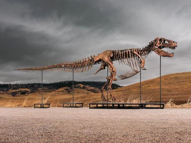 gus-t-rex.jpg