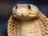 Rescate de la cobra actual de Tailandia: el equipo libera a una serpiente de 11 pies; destaca los crecientes encuentros entre humanos y serpientes