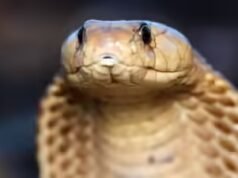 Rescate de la cobra actual de Tailandia: el equipo libera a una serpiente de 11 pies; destaca los crecientes encuentros entre humanos y serpientes