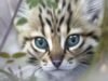 Conozca el fósil de gato más pequeño del mundo de 300.000 años encontrado en China que sorprendió a los científicos