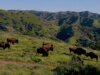 Naturaleza: Bisontes en la Isla Catalina