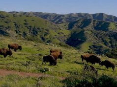 Naturaleza: Bisontes en la Isla Catalina