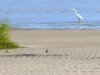 Naturaleza: Refugio Nacional de Vida Silvestre Cape Might