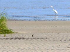 Naturaleza: Refugio Nacional de Vida Silvestre Cape Might