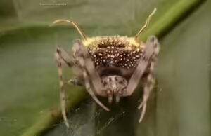 Los científicos encontraron una araña en el Amazonas que se parece tanto a un hongo parásito que primero la confundieron con un hongo.
