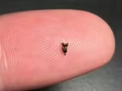 Los científicos encontraron dientes antiguos más pequeños que la punta de un dedo; están reescribiendo la historia temprana de los primates