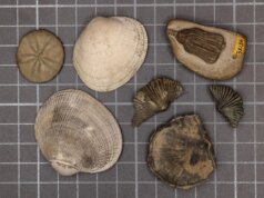 Los científicos finalmente resolvieron el misterio de la ‘gran muerte’ de la Tierra. Son malas noticias para nuestro futuro