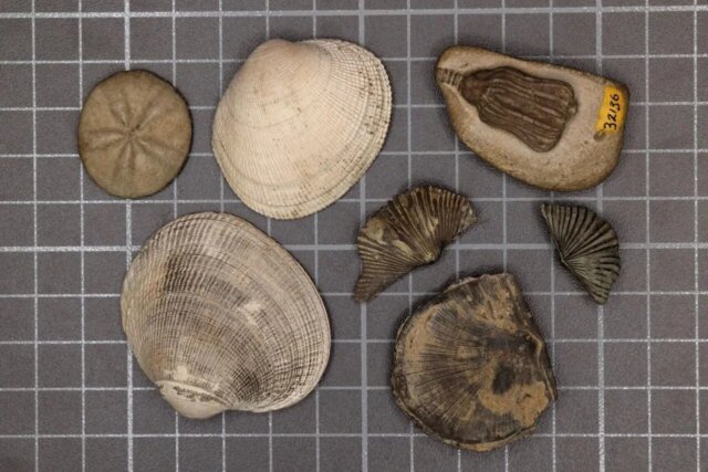 shells-and-marine-fossils-1280x853.jpg