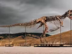 Uno de los esqueletos de T. rex más grandes del mundo se subastará con un precio de hasta 30 millones de dólares