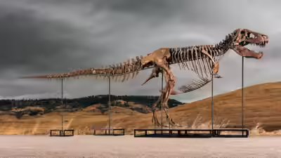 t-rex.jpg
