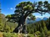 A árvore do quebra-cabeça do macaco: a antiga árvore nacional do Chile que pode viver por 2.000 anos