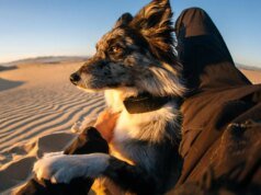 Fi lanza el primer collar para mascotas que utiliza Starlink para rastrear mascotas dondequiera que vayan